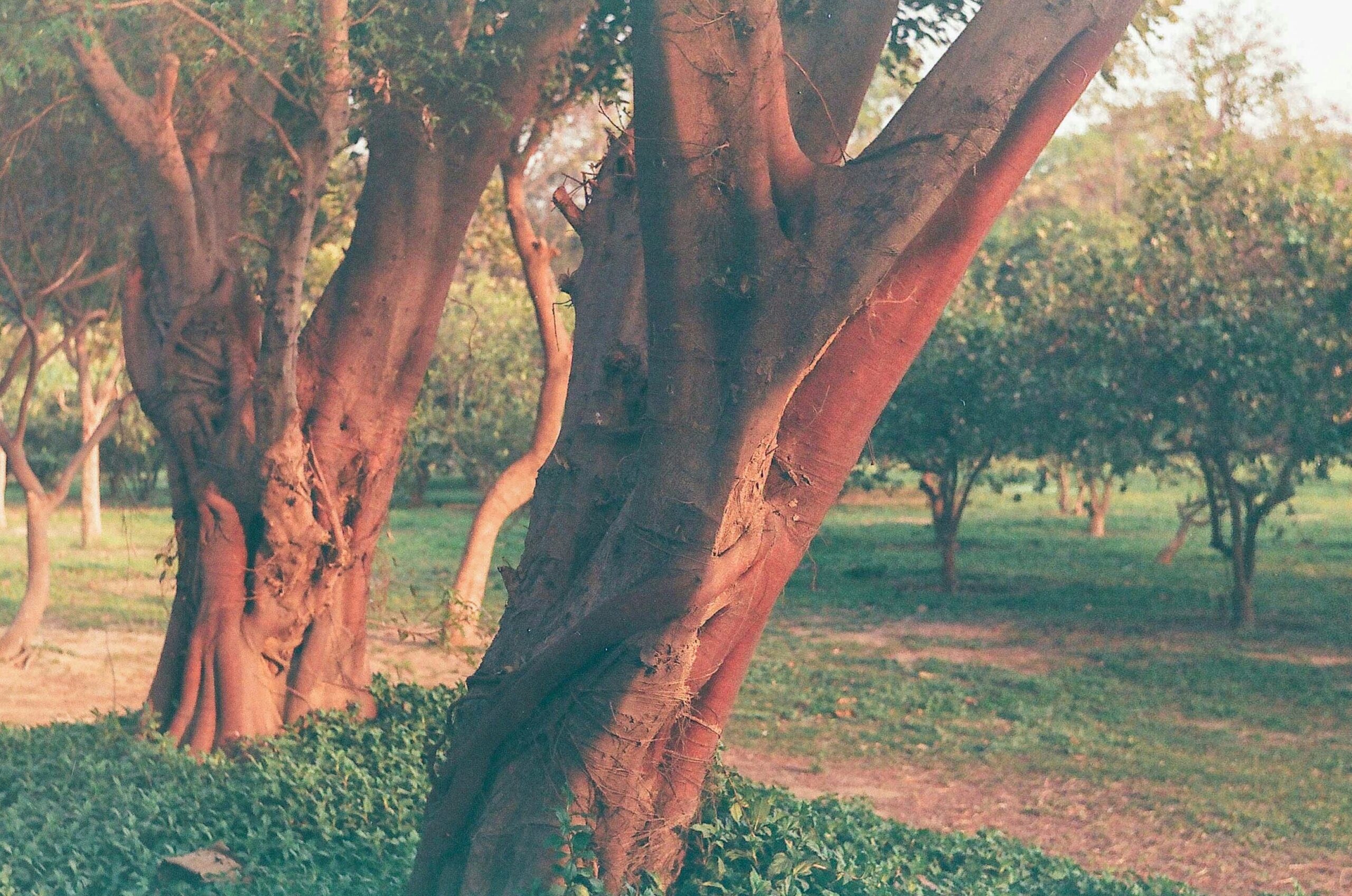 Health Threetrees : Everything You Need to Know